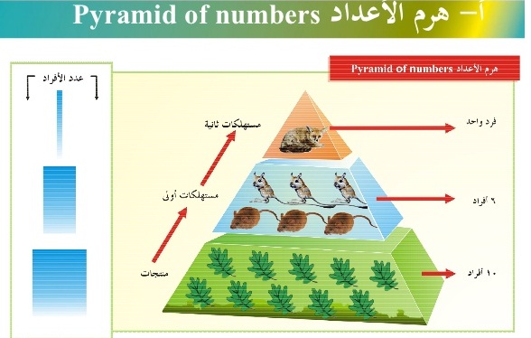 هرم الطاقة في المحيط