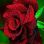 wjdan khaled